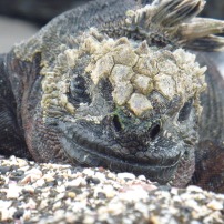 sea iguana